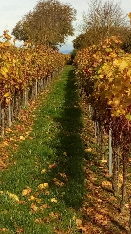 Weinberg in Müllheim