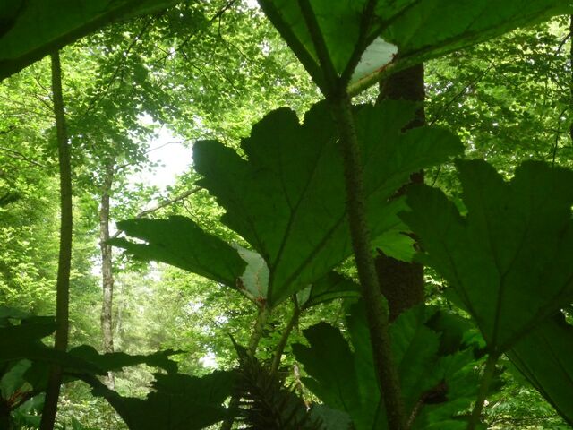 Heilungsplatz Notre Dame de Force