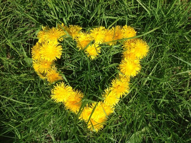 LöwenzahnHerz von Arafin