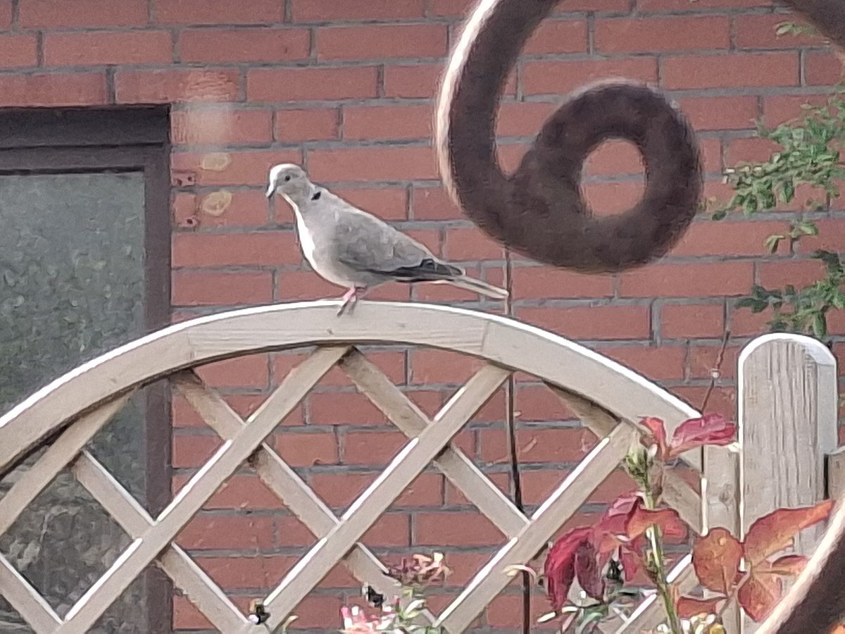 Friedenstaube in Kuden