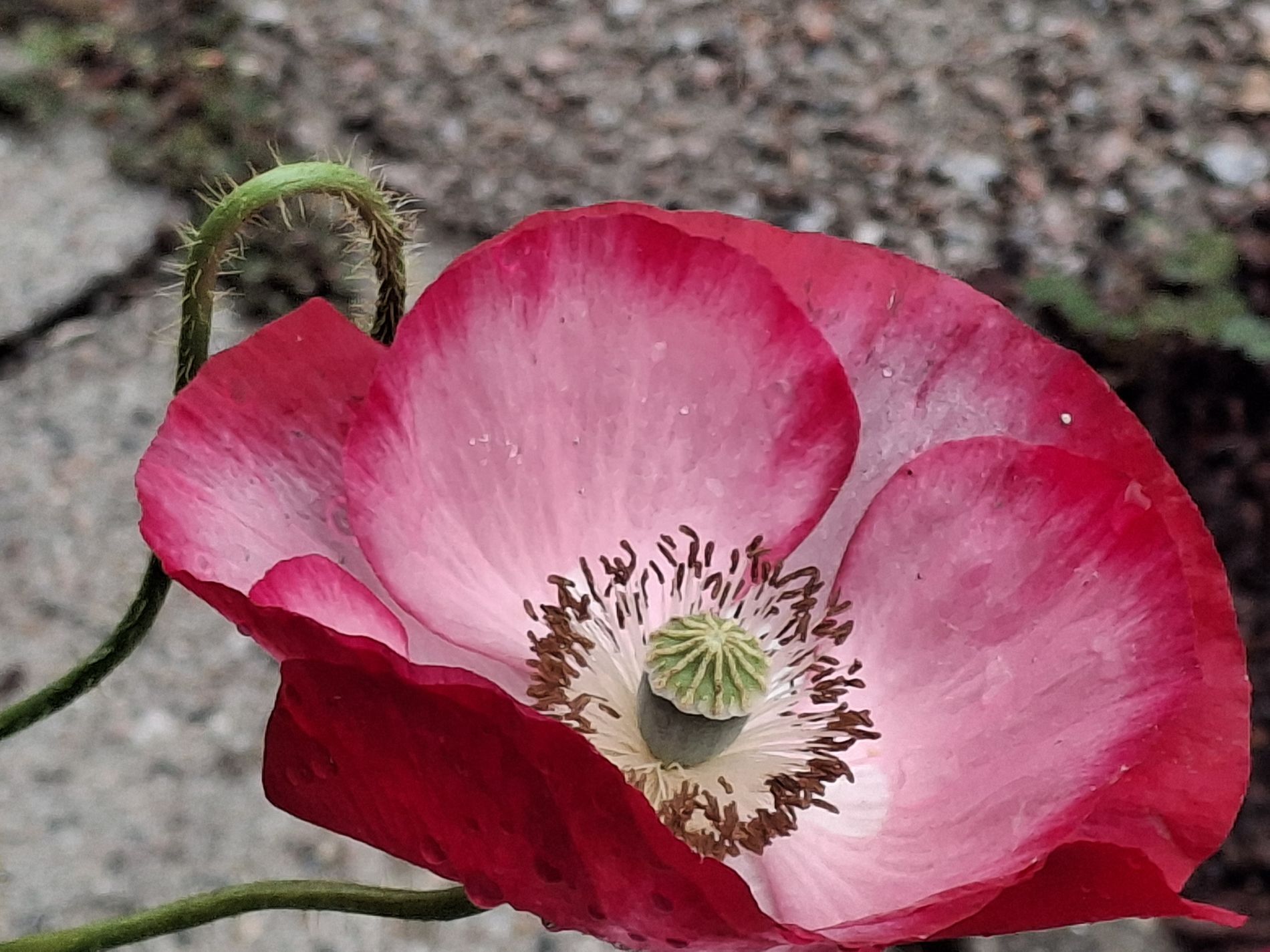 Klatschmohn