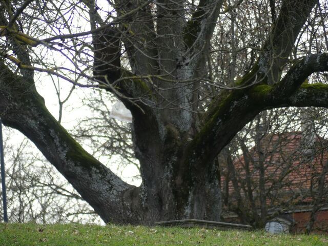 Solitude