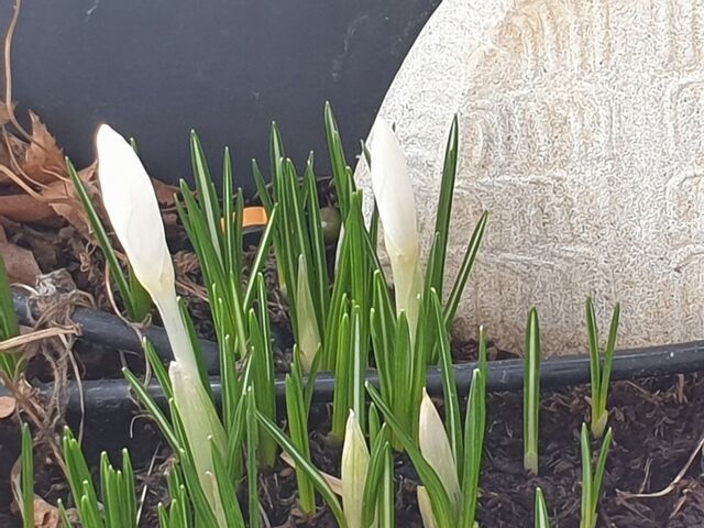 Frühlingsbild