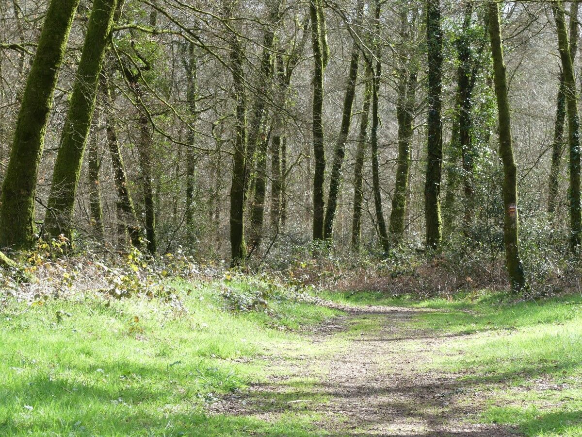 Waldweg Notre Dame de Force