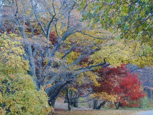 Herbstwald von Ritchie
