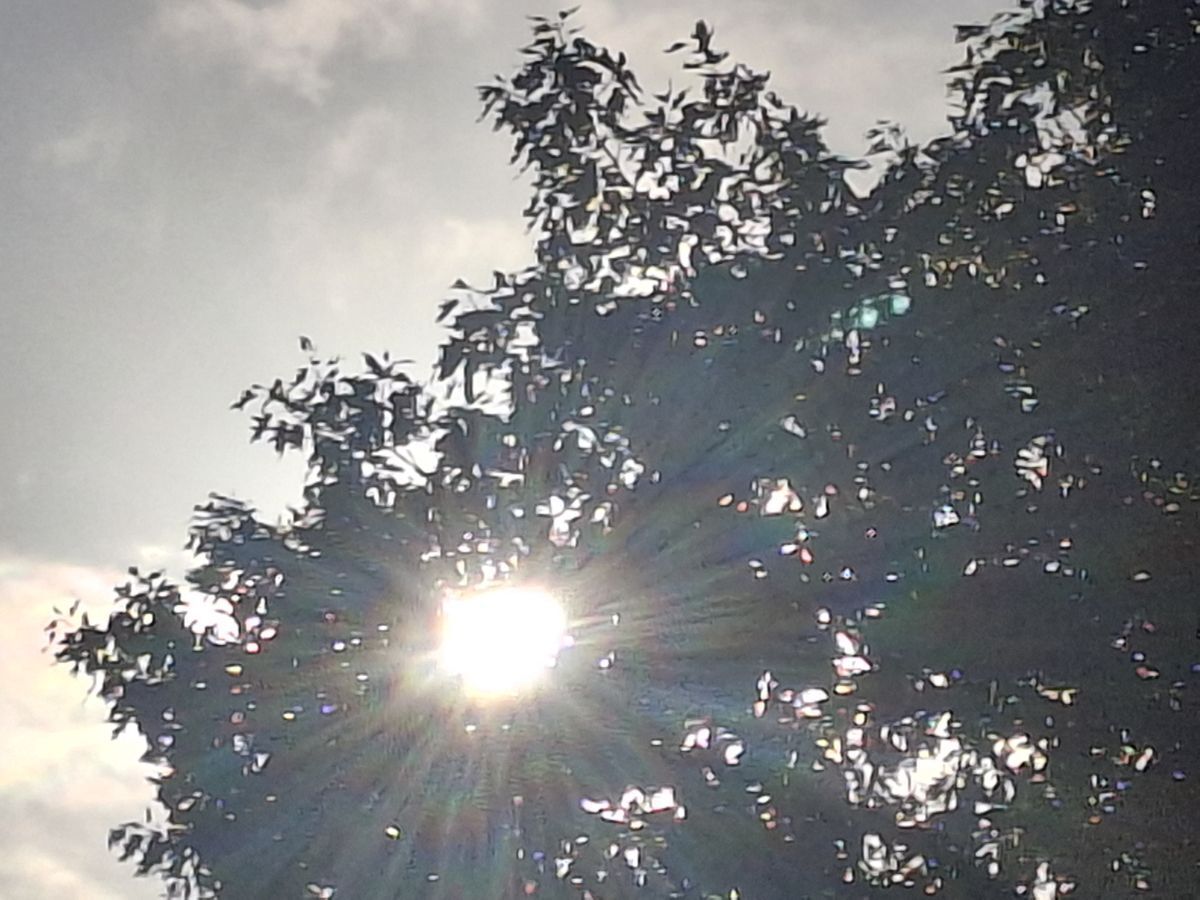 Eichen im Herbst