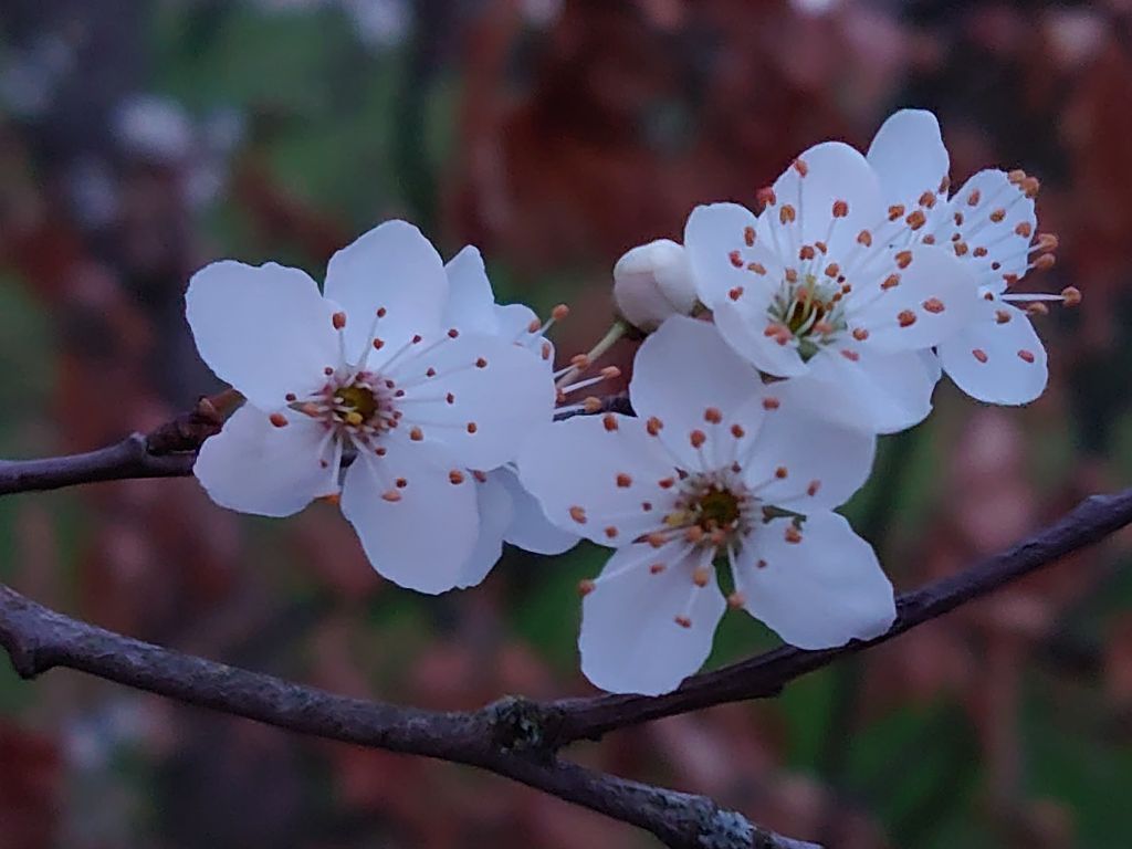 erste Blüten von Micha