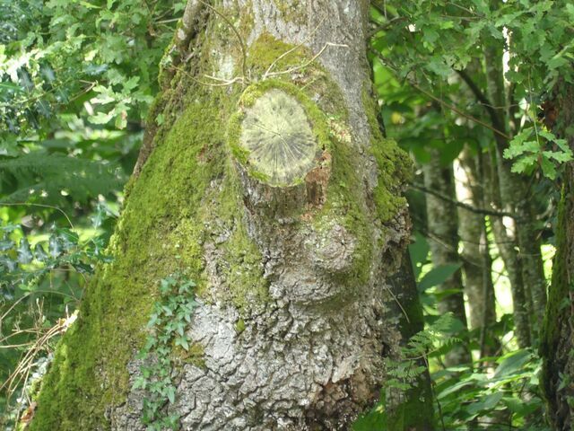 Eichengesicht am Chemin du Cadudale