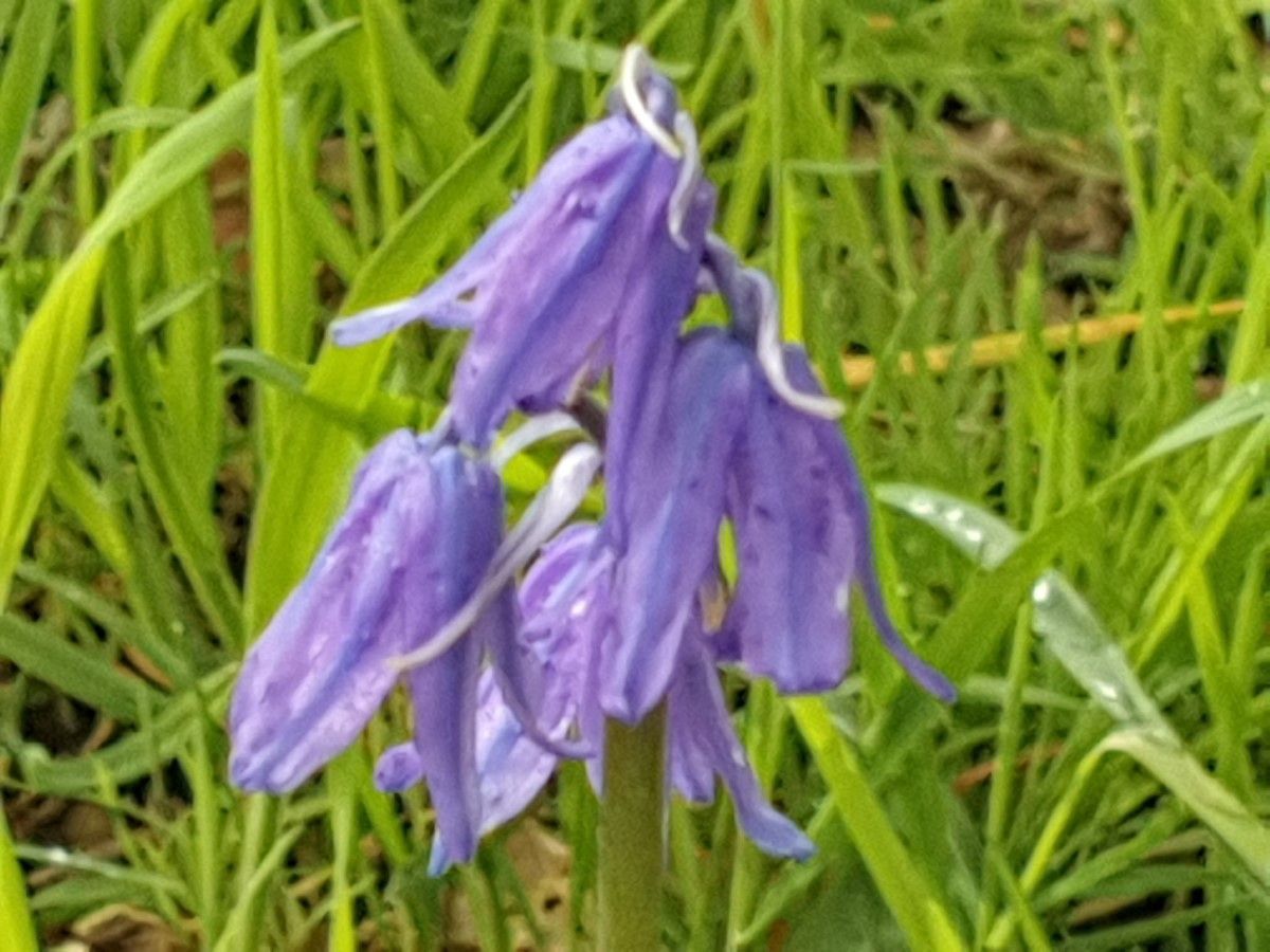 Blue Bells