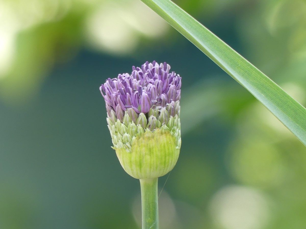 Knospe im Frühling